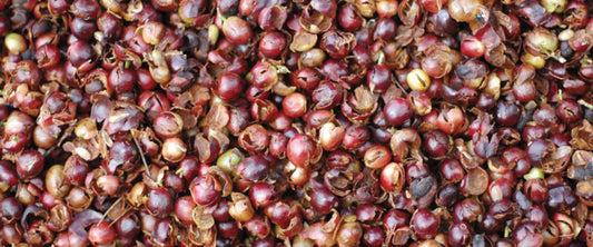 Cascara Tea - Coming Soon!