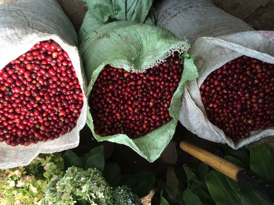 Direct Trade Coffee from Costa Rica